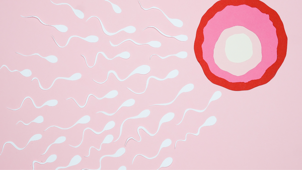 The Science of Absorption: How VESIsorb® CoQ10 Powers Up Sperm & Egg Cells